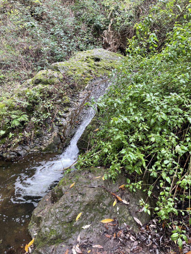 Lush greenery
