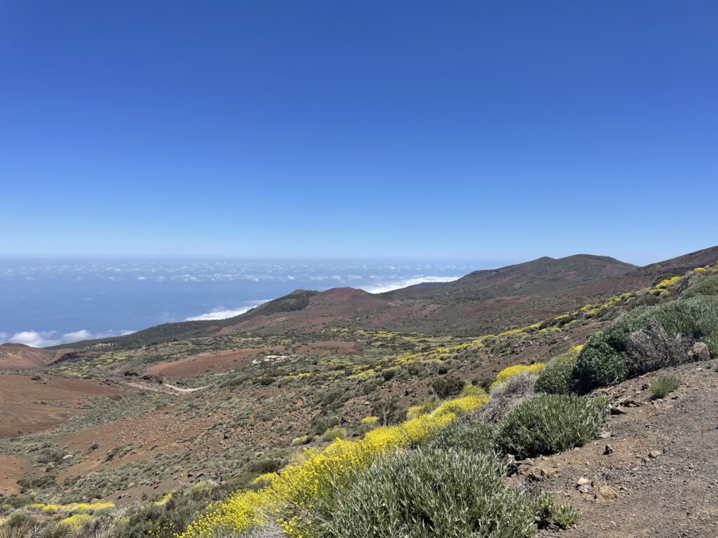 Blooming mountain landscape near Teide